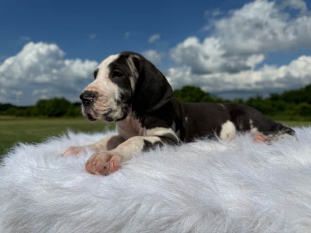 Euro Great Dane!!! media 7