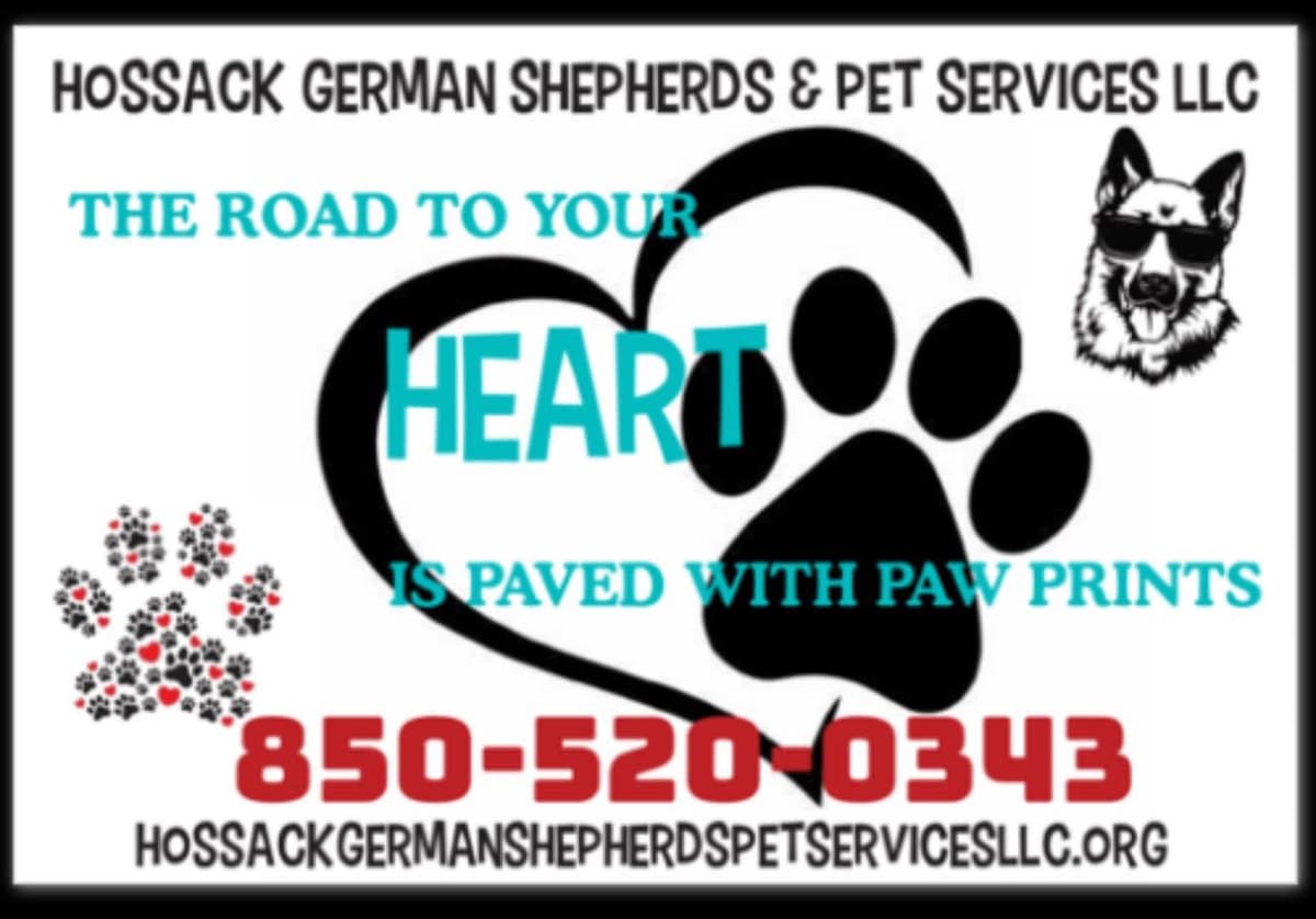 German Shepherd Dog Pupp breeder image 1