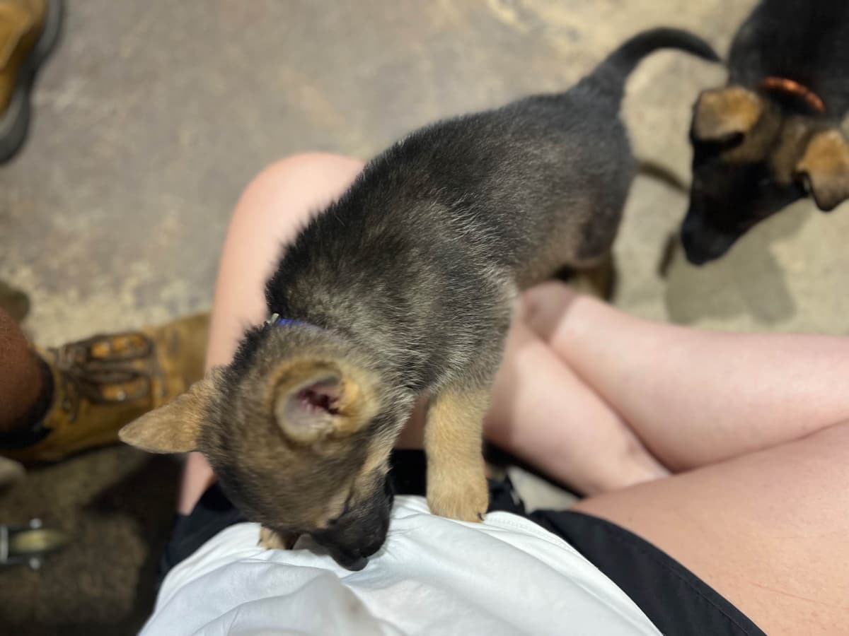 German Shepherd Dog Pupp breeder image 4
