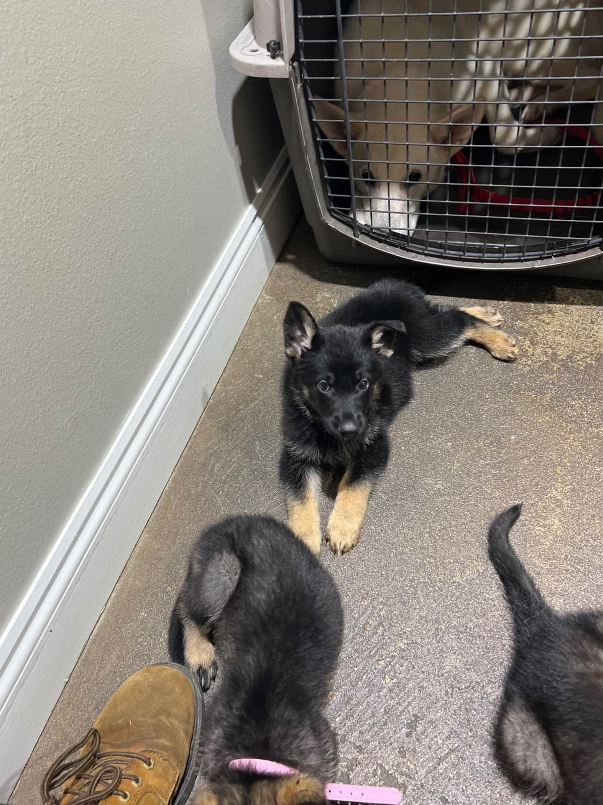 German Shepherd Dog Pupp breeder image 6