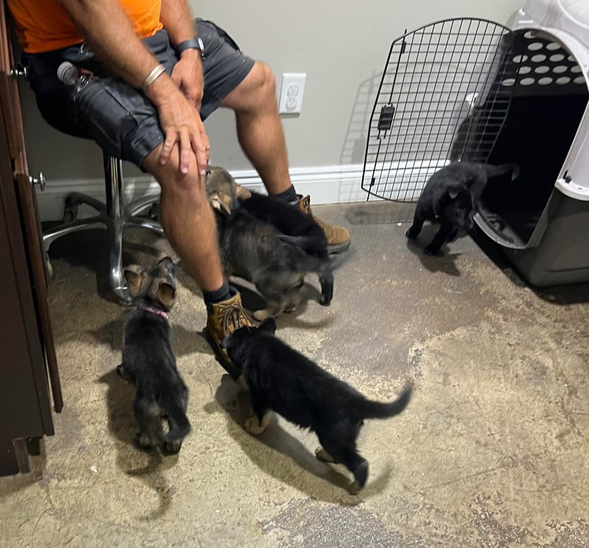 German Shepherd Dog Pupp breeder image 7