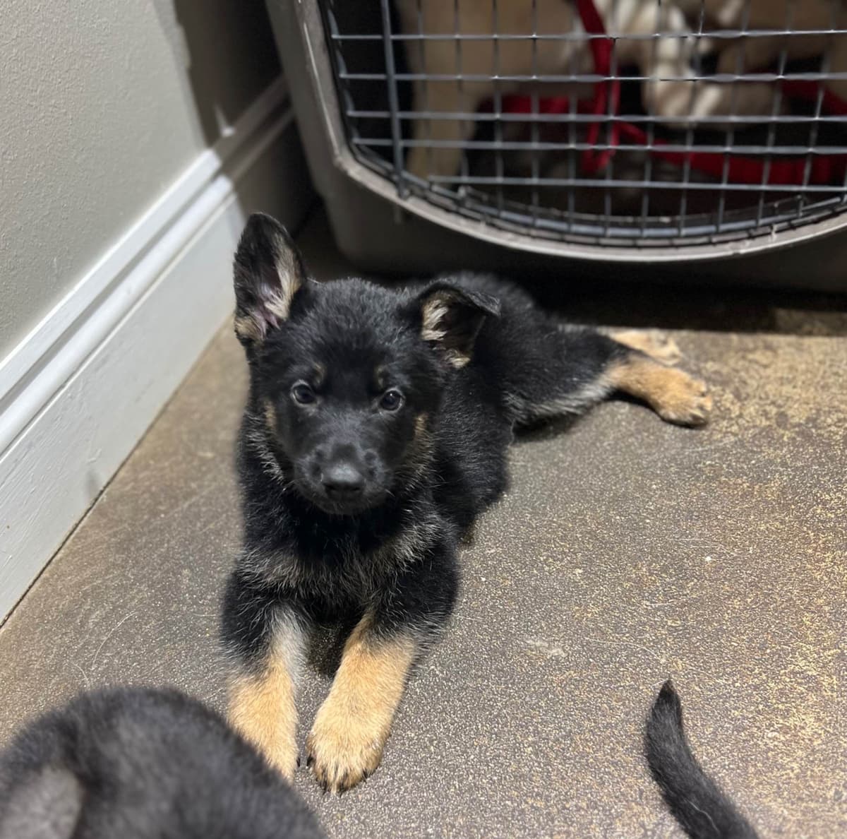 German Shepherd Dog Pupp breeder image 9