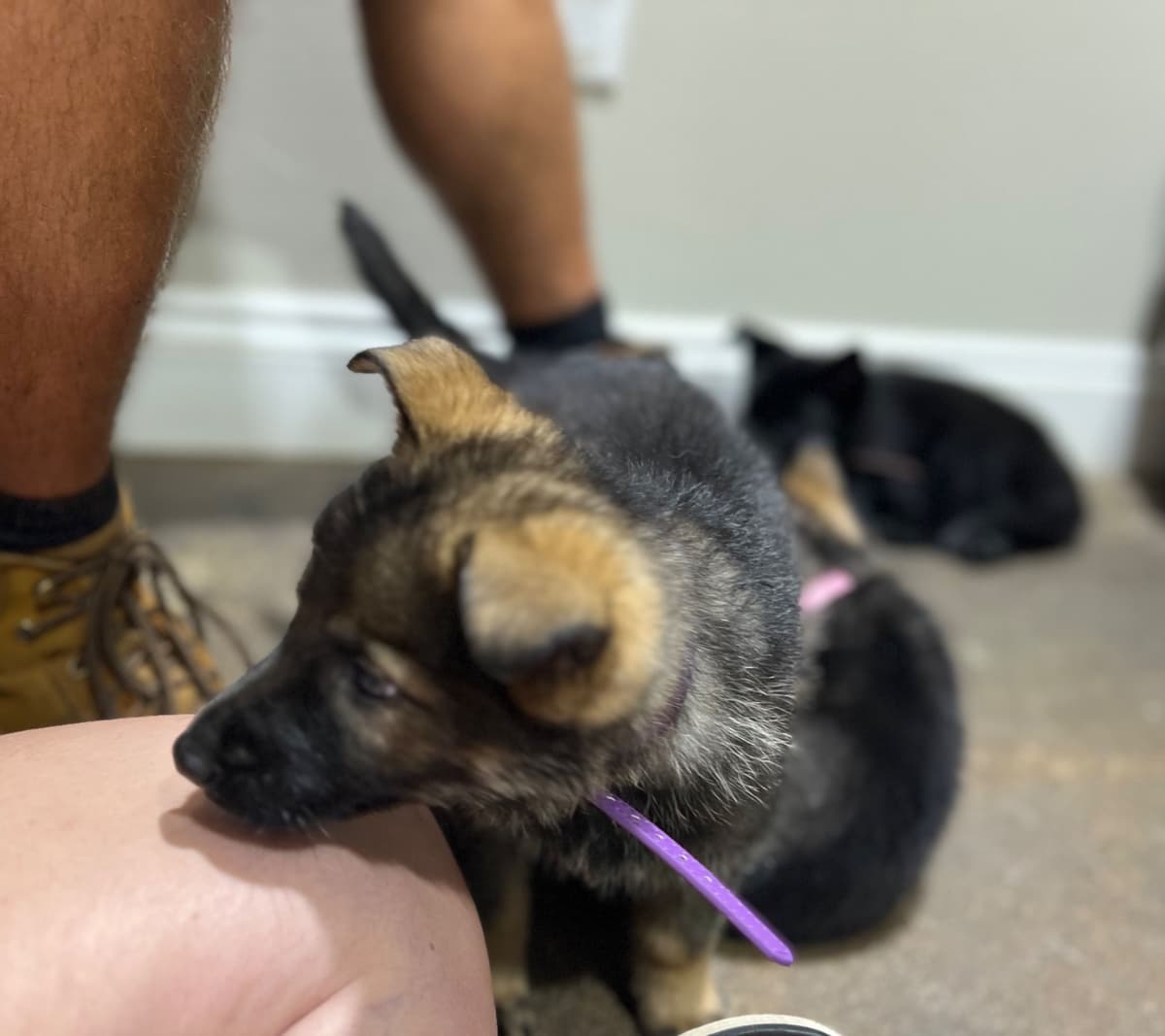 German Shepherd Dog Pupp breeder image 10
