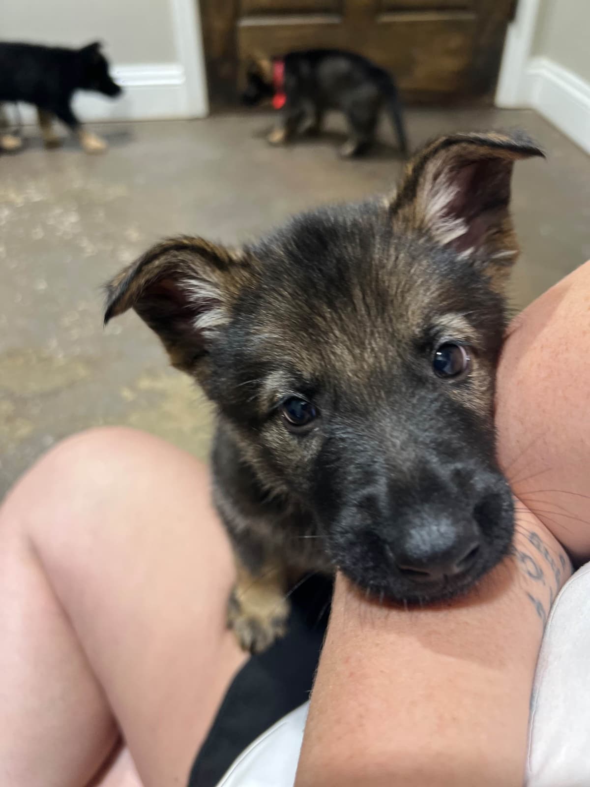 German Shepherd Dog Pupp breeder image 12