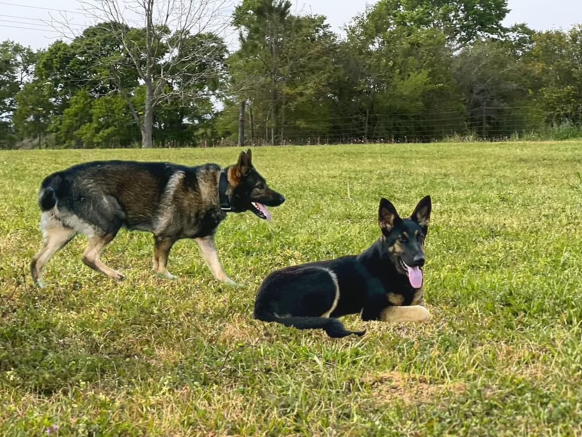 German Shepherd Dog Pupp breeder image 14