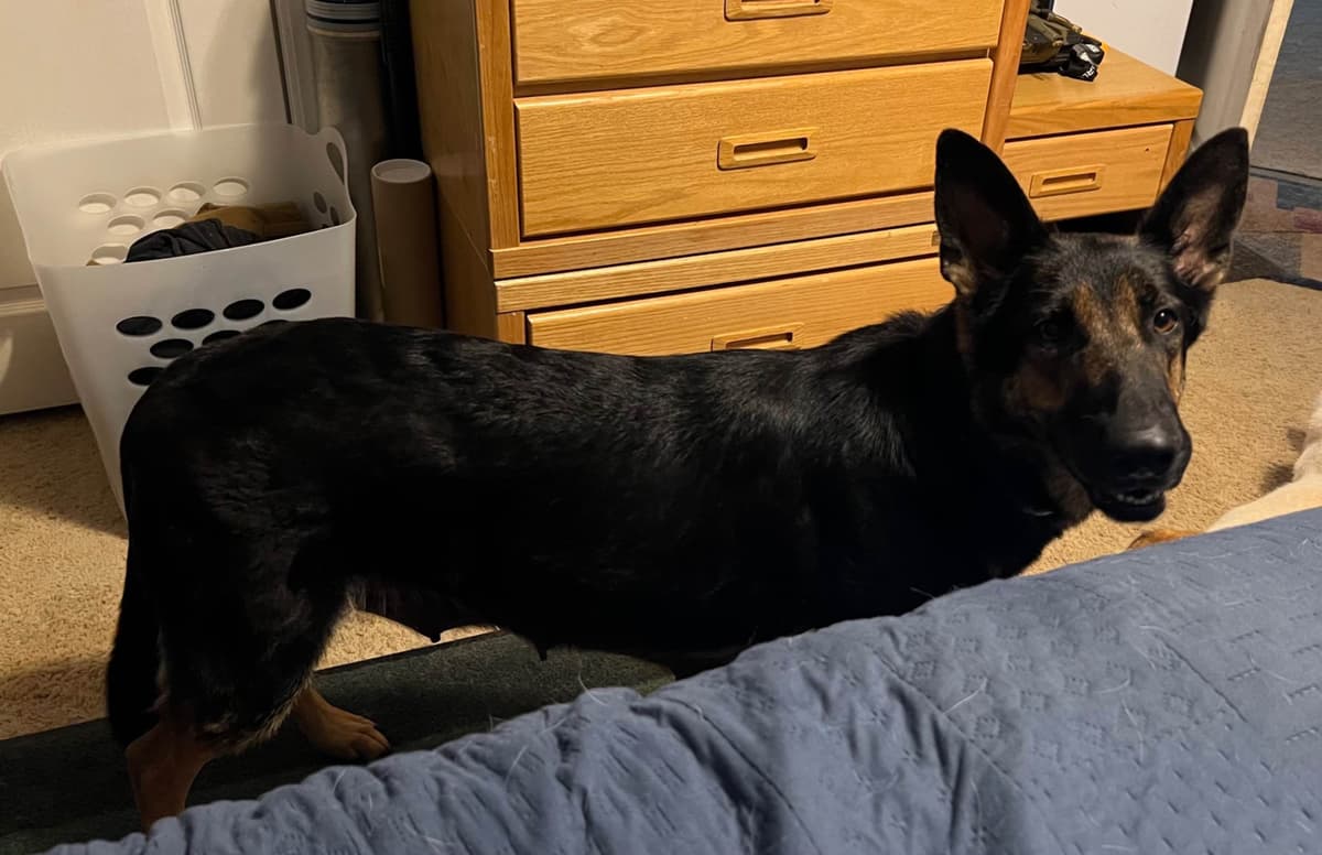 German Shepherd Dog Pupp breeder image 16