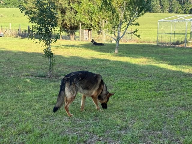German Shepherd Dog Pupp media 2