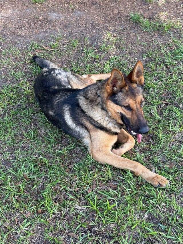 German Shepherd Dog Pupp media 3