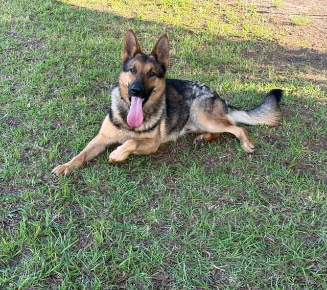 German Shepherd Dog Pupp media 4