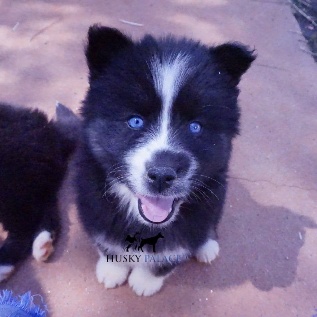 Black/white & Brown/white Siberian Husky Puppies | Husky Palace breeder image 8
