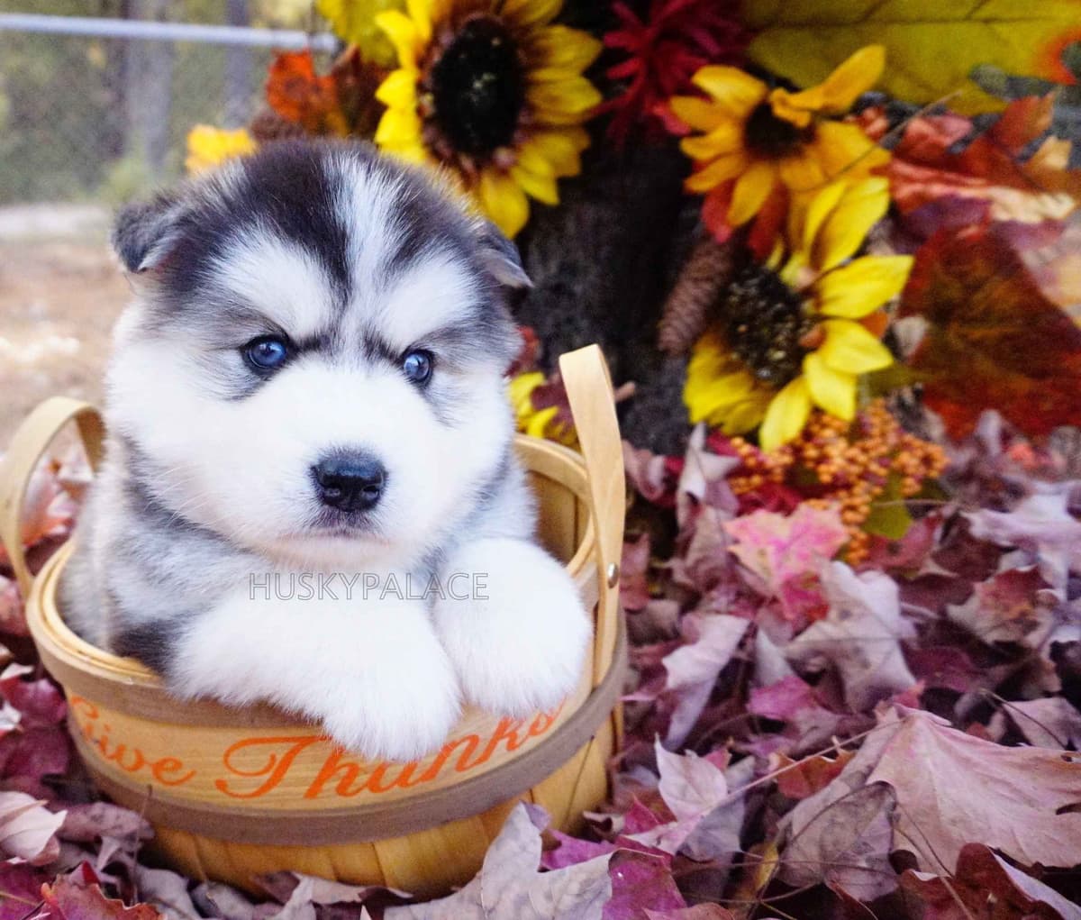Black/white & Brown/white Siberian Husky Puppies | Husky Palace breeder image 6