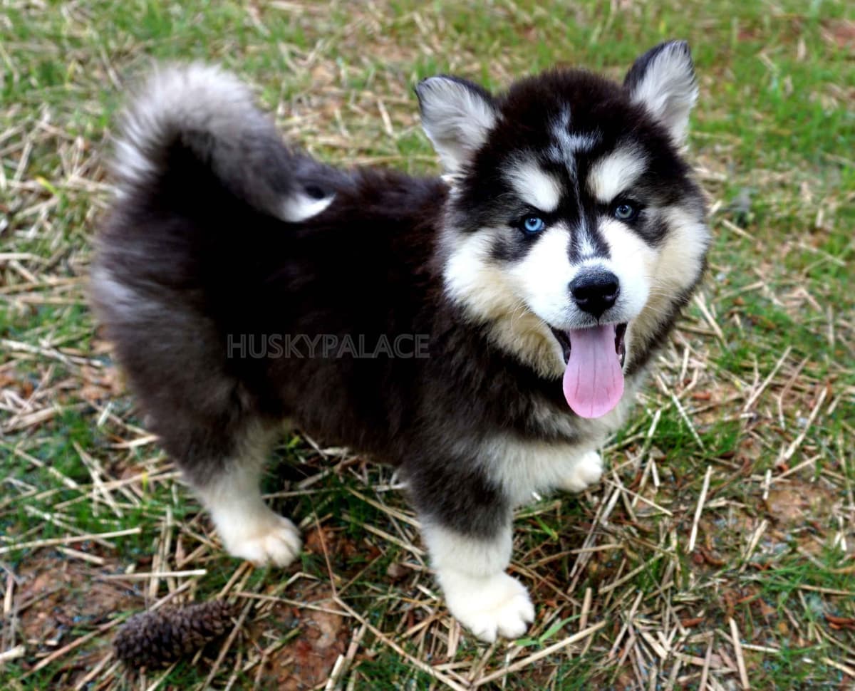 Black/white & Brown/white Siberian Husky Puppies | Husky Palace breeder image 9