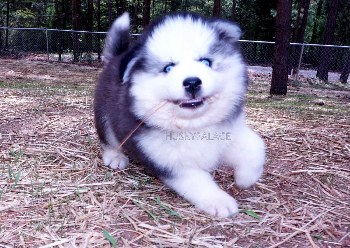 Black/white & Brown/white Siberian Husky Puppies | Husky Palace breeder image 10