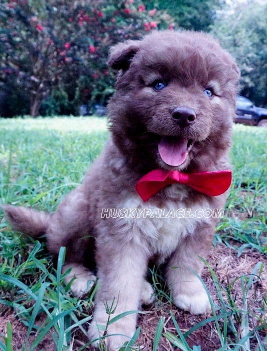 Black/white & Brown/white Siberian Husky Puppies | Husky Palace breeder image 11