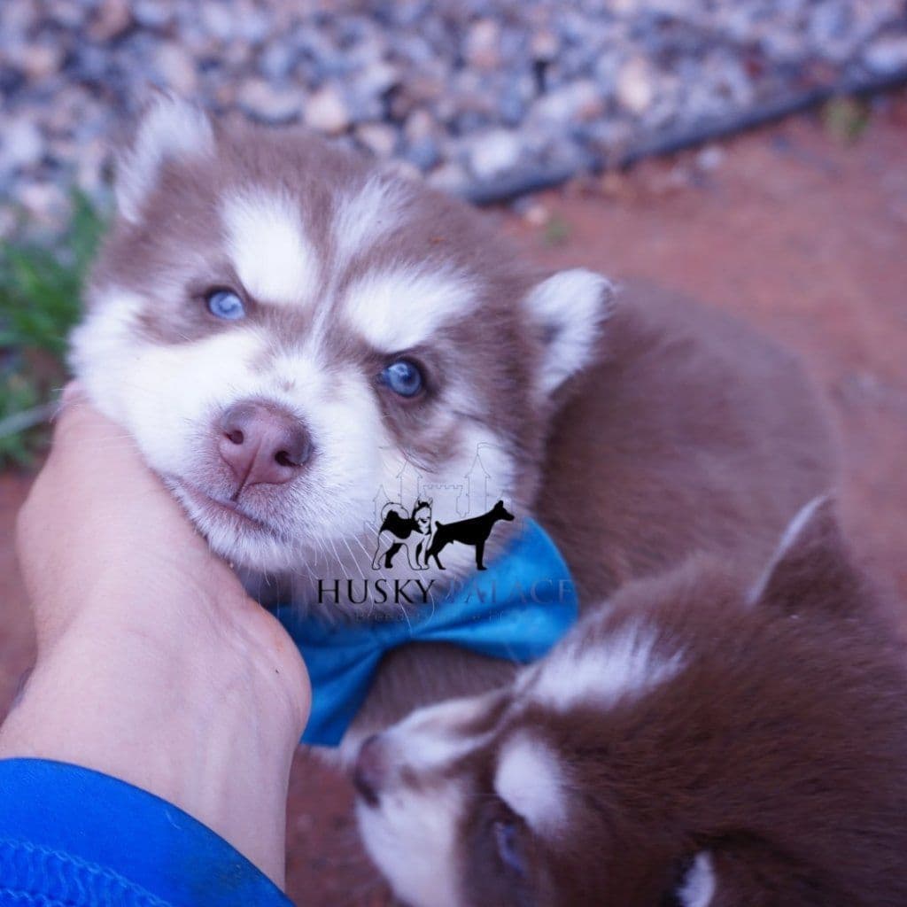 Black/white & Brown/white Siberian Husky Puppies | Husky Palace breeder image 12