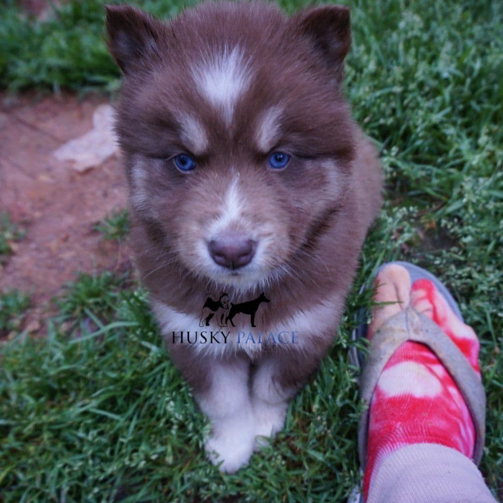 Black/white & Brown/white Siberian Husky Puppies | Husky Palace breeder image 7