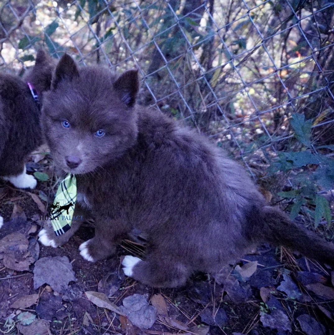 Black/white & Brown/white Siberian Husky Puppies | Husky Palace breeder image 2