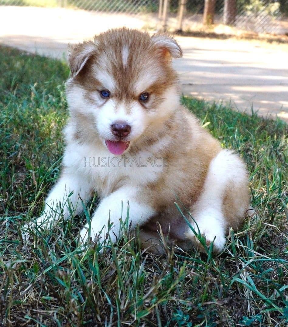 Black/white & Brown/white Siberian Husky Puppies | Husky Palace breeder image 1