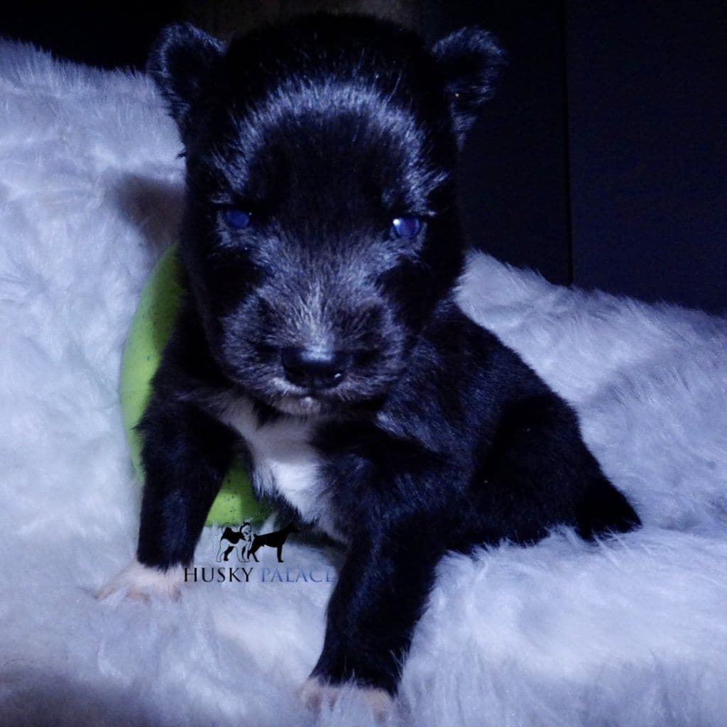 Black/white & Brown/white Siberian Husky Puppies | Husky Palace breeder image 13