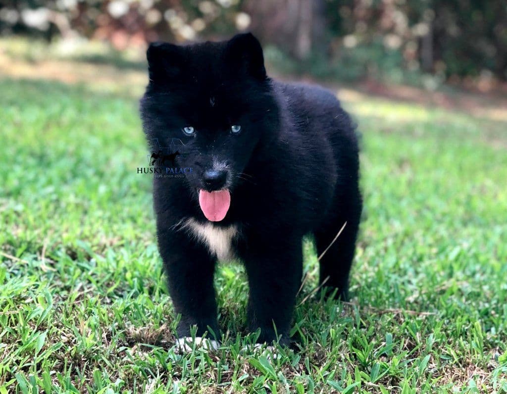 Black/white & Brown/white Siberian Husky Puppies | Husky Palace breeder image 3