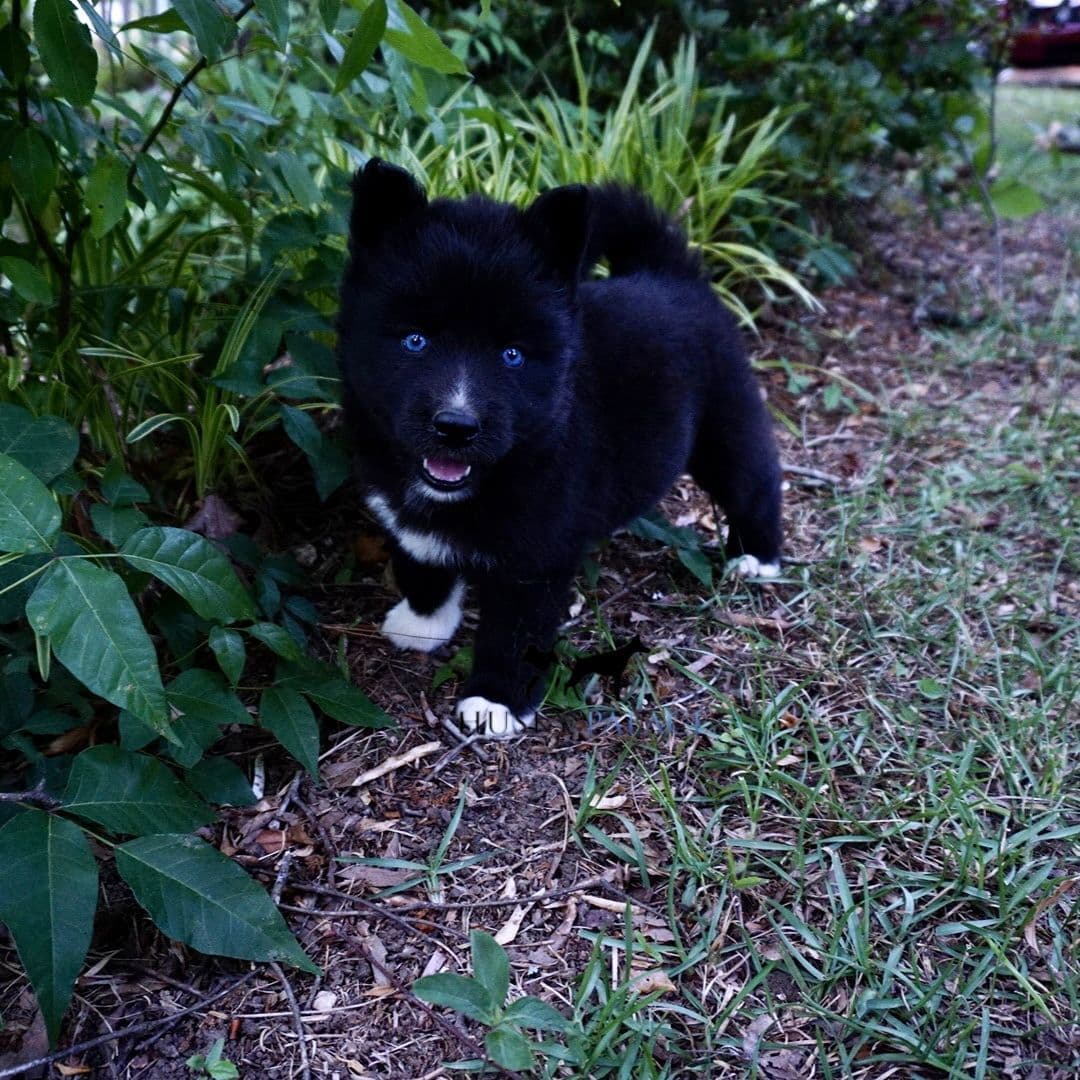 Black/white & Brown/white Siberian Husky Puppies | Husky Palace breeder image 14