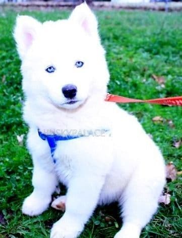 Black/white & Brown/white Siberian Husky Puppies | Husky Palace breeder image 5