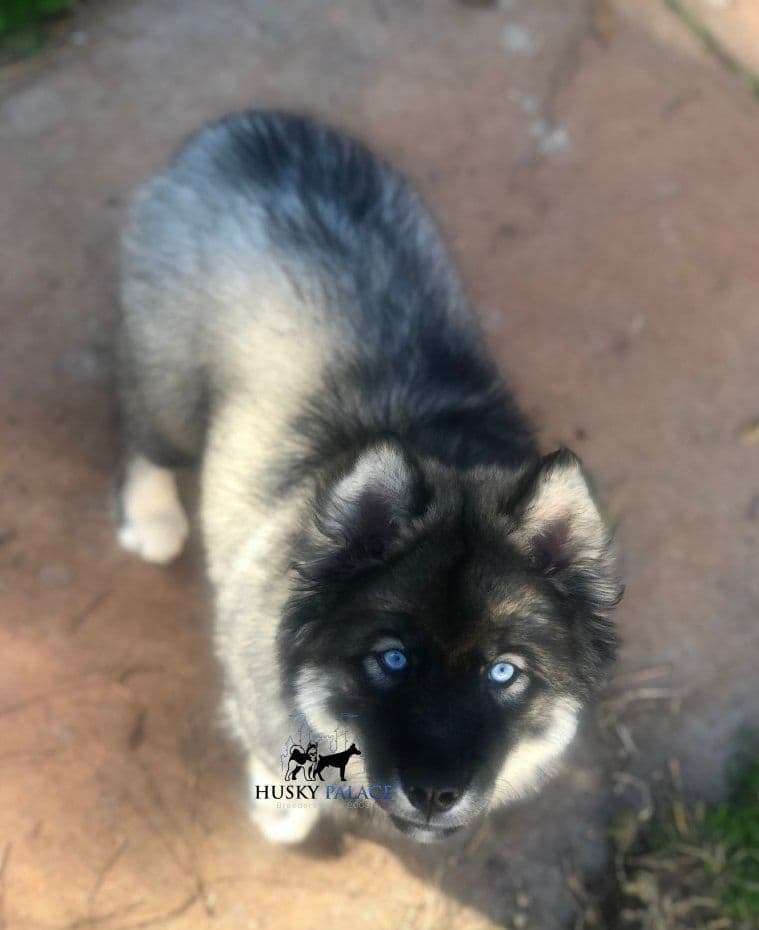 Black/white & Brown/white Siberian Husky Puppies | Husky Palace breeder image 4