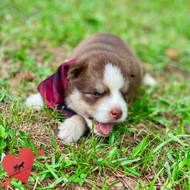 Black/white & Brown/white Siberian Husky Puppies | Husky Palace media 3