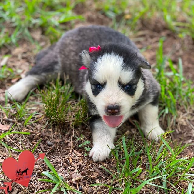 Black/white & Brown/white Siberian Husky Puppies | Husky Palace media 2