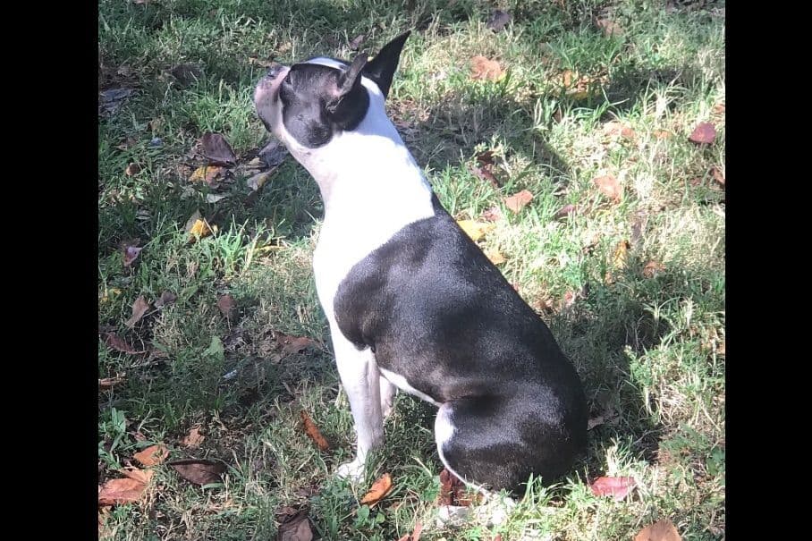 Boston Terrier Puppies breeder image 7
