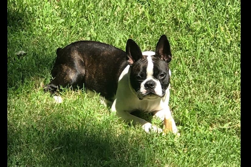 Boston Terrier Puppies breeder image 6