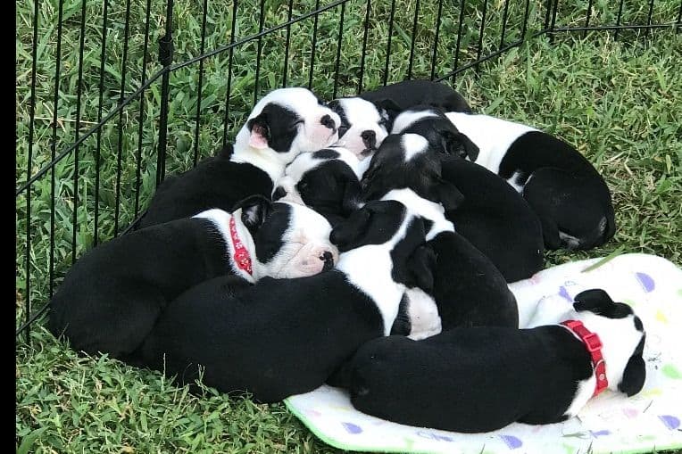 Boston Terrier Puppies breeder image 5
