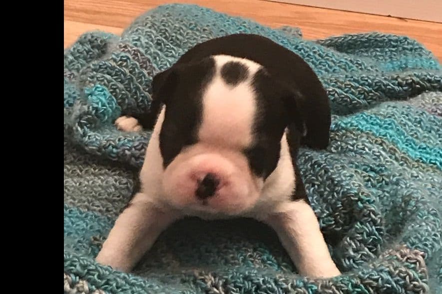 Boston Terrier Puppies breeder image 4