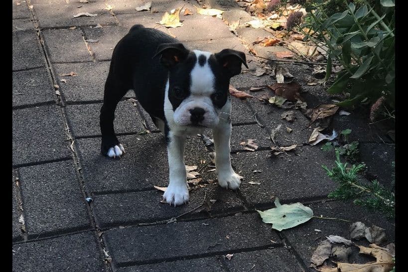 Boston Terrier Puppies breeder image 3
