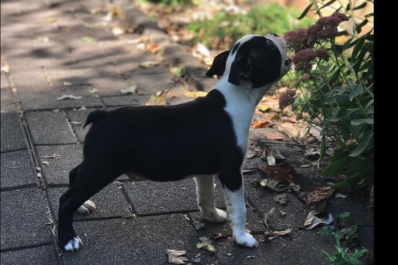 Boston Terrier Puppies breeder image 2