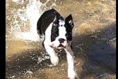 Boston Terrier Puppies breeder image 1