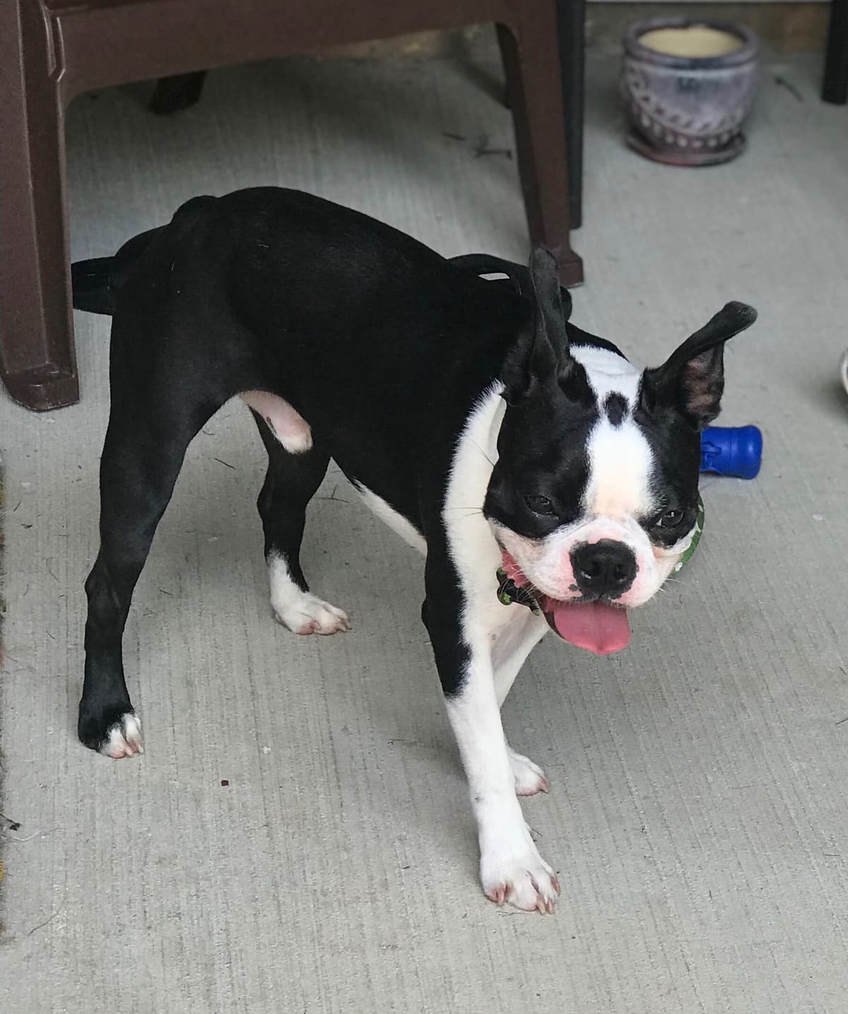 Boston Terrier Puppies breeder image 8