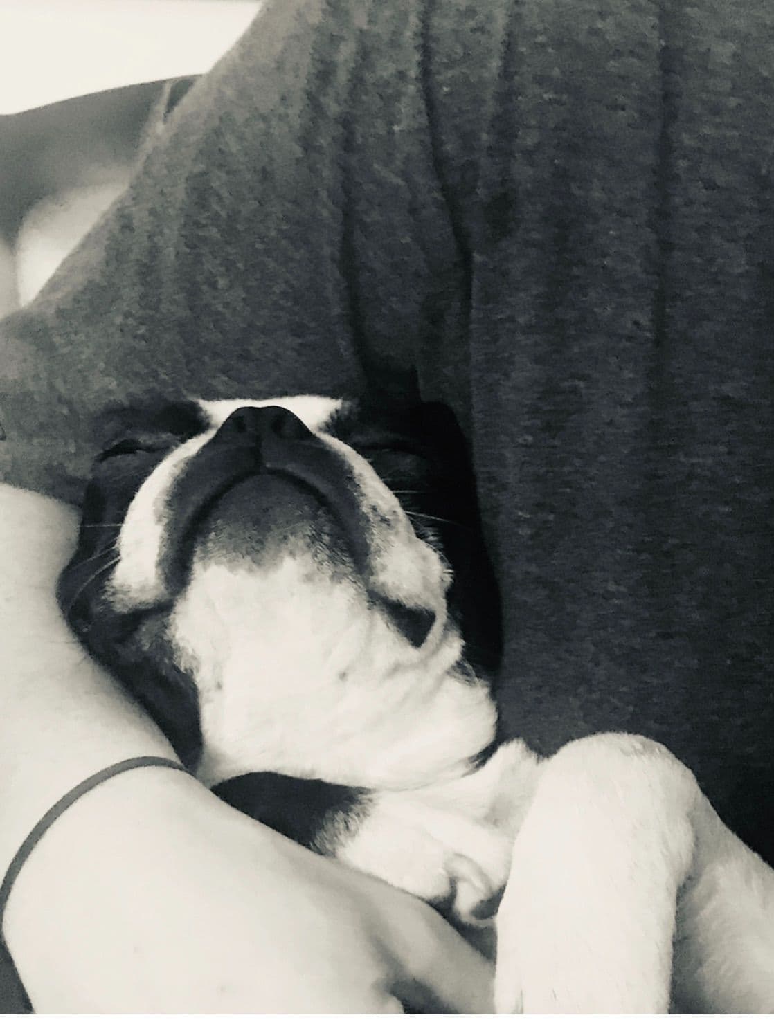 Boston Terrier Puppies breeder image 10