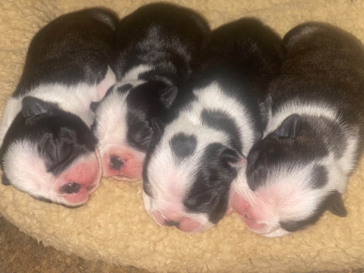 Boston Terrier Puppies breeder image 11