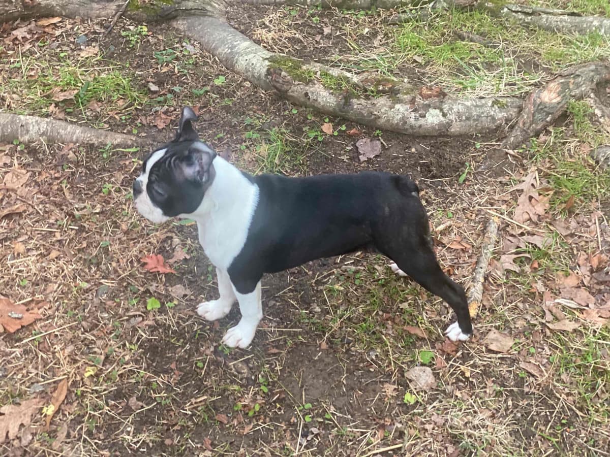 Boston Terrier Puppies breeder image 12