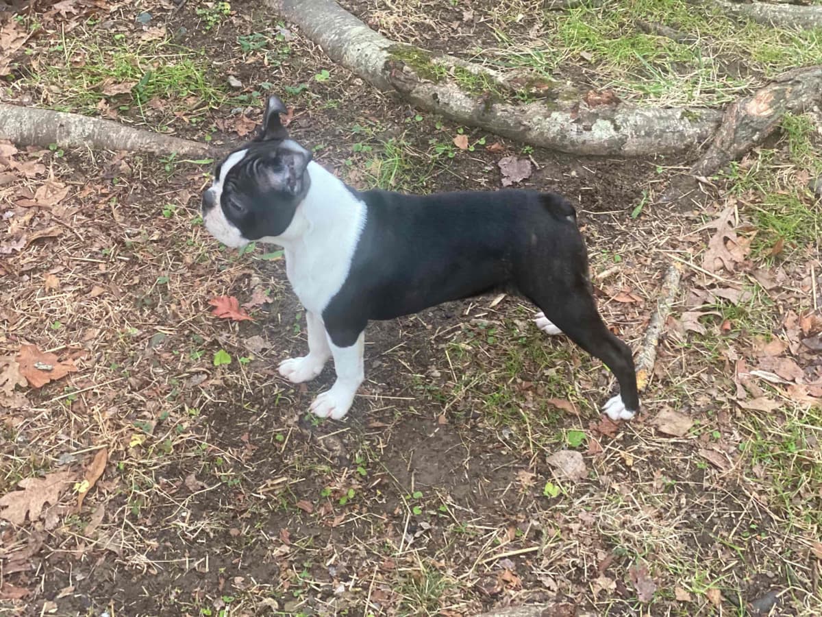 Boston Terrier Puppies breeder image 13