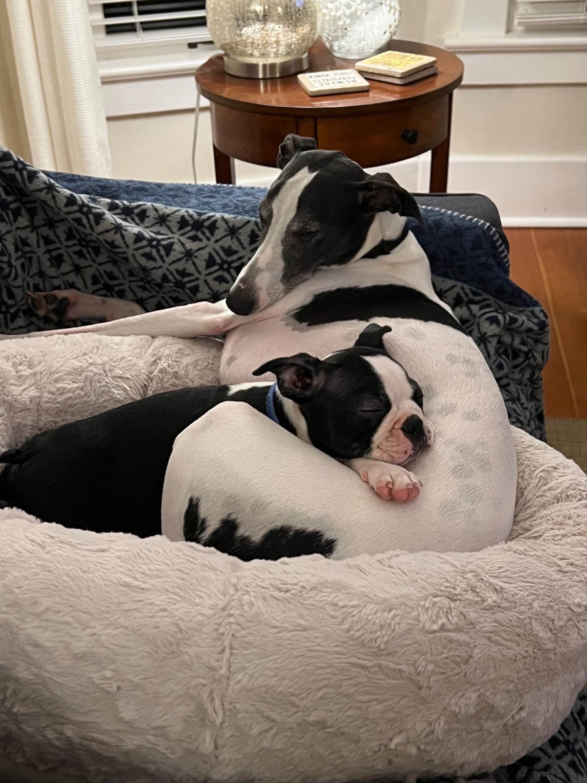 Boston Terrier Puppies breeder image 14