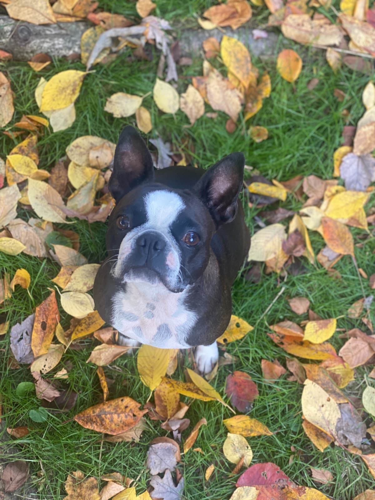 Boston Terrier Puppies breeder image 15