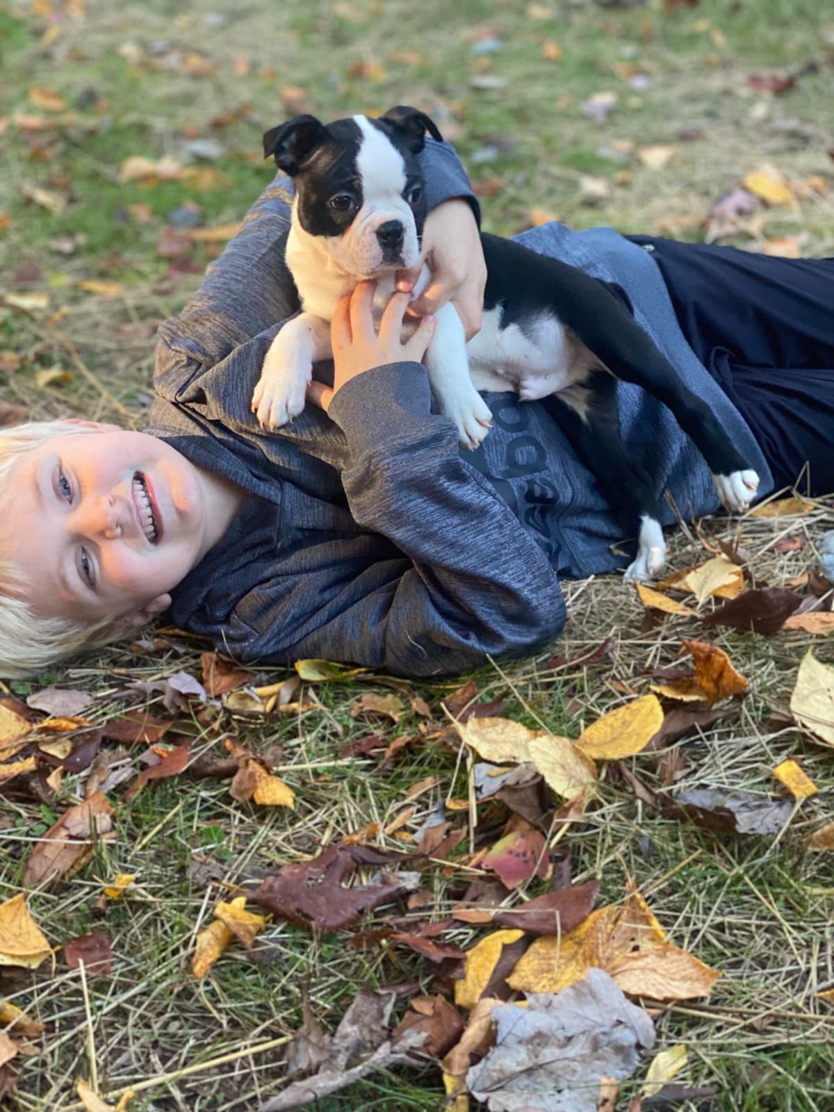 Boston Terrier Puppies breeder image 16