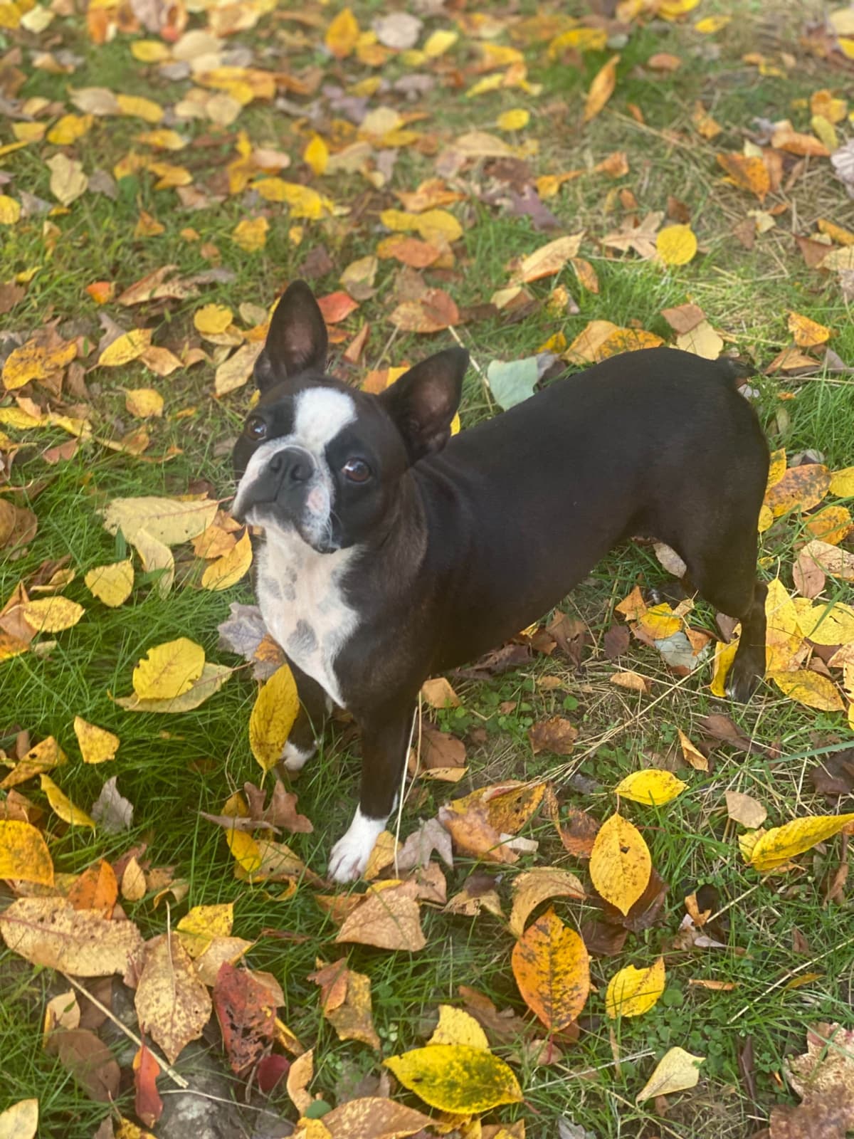 Boston Terrier Puppies breeder image 18