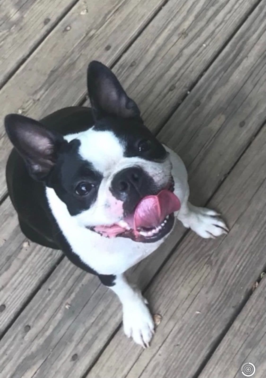 Boston Terrier Puppies breeder image 19