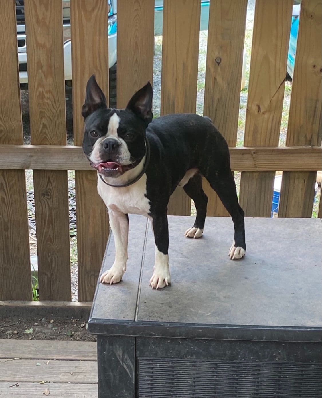 Boston Terrier Puppies breeder image 20