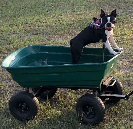 Boston Terrier Puppies breeder image 21