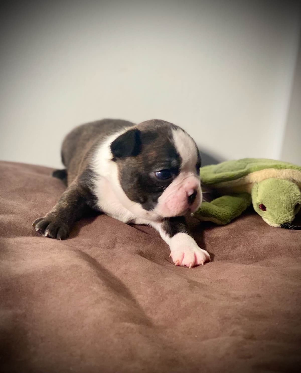 Boston Terrier Puppies breeder image 22