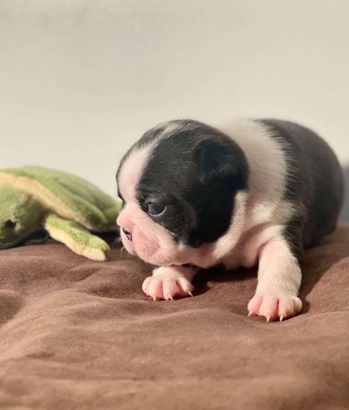 Boston Terrier Puppies breeder image 23